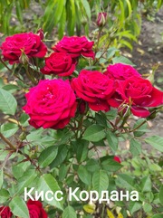 Розы штамбовые,  частный питомник Рай у дома